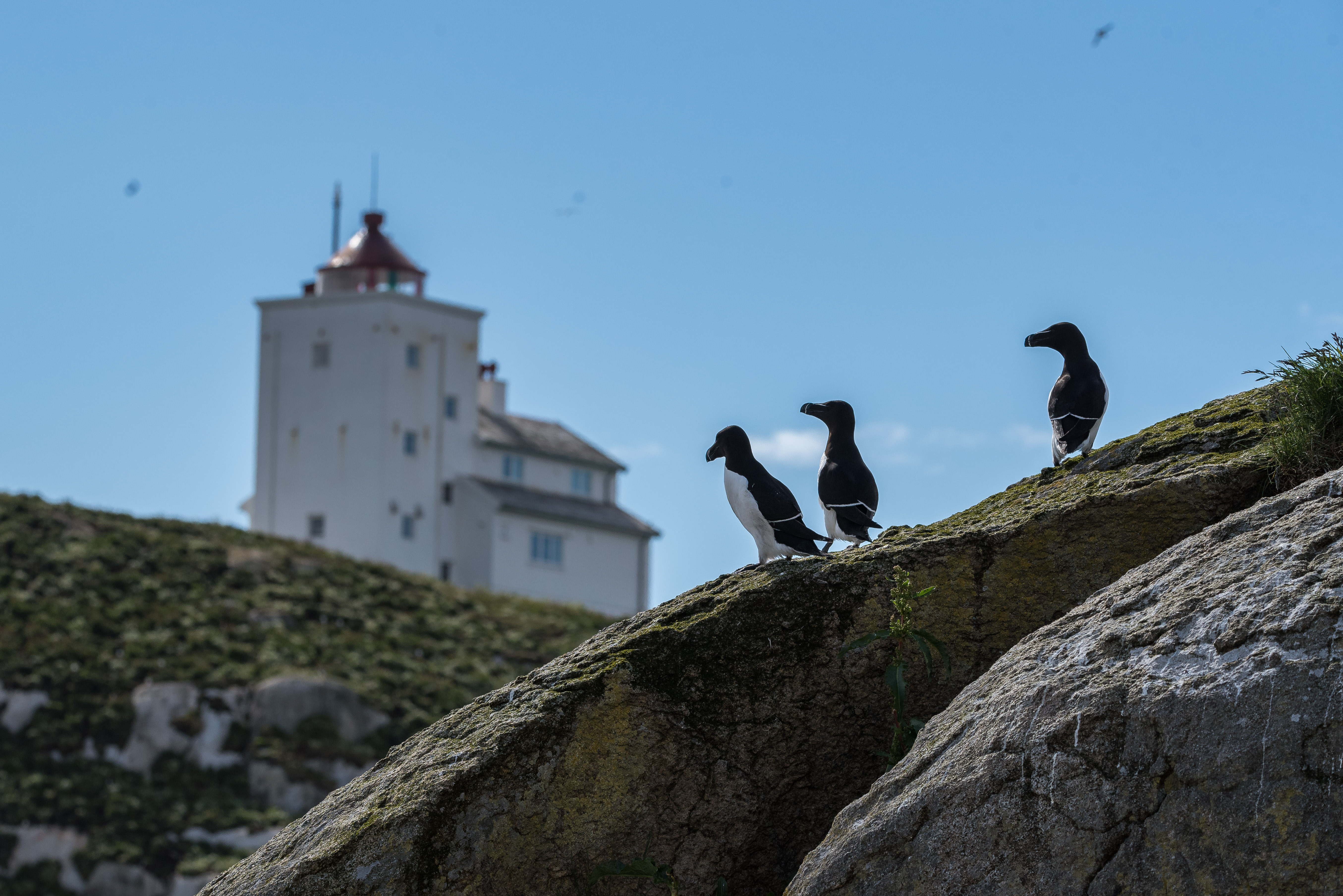 Razorbill 